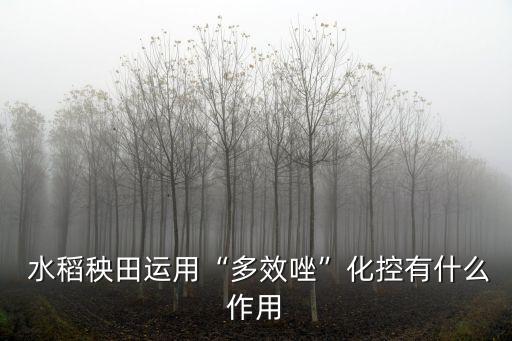 水稻秧田運(yùn)用“多效唑”化控有什么作用
