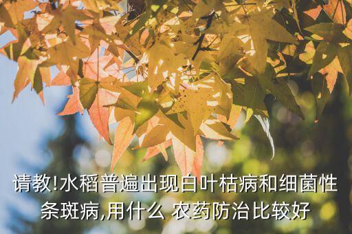 請教!水稻普遍出現白葉枯病和細菌性條斑病,用什么 農藥防治比較好