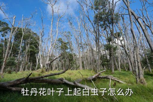  牡丹花葉子上起白蟲子怎么辦