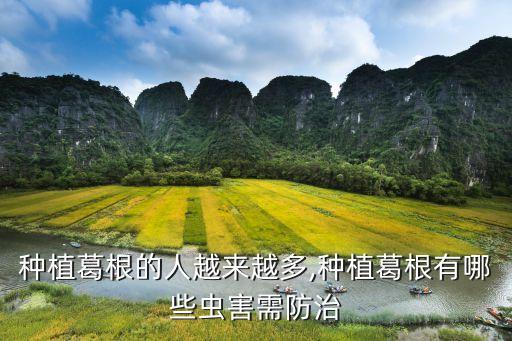種植葛根的人越來越多,種植葛根有哪些蟲害需防治