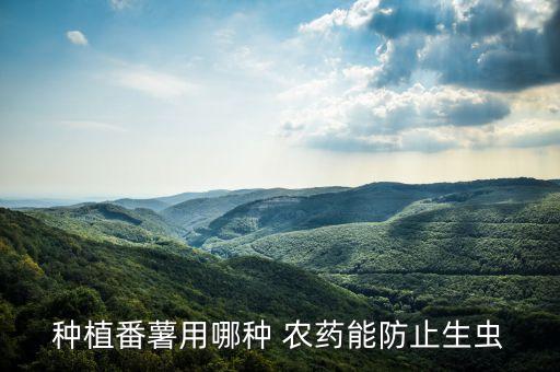 種紅薯要什么農藥最多,什么樣的紅薯沒農藥
