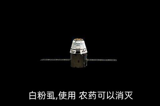  白粉虱,使用 農藥可以消滅