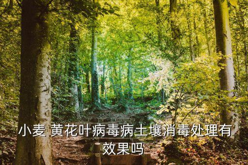  小麥 黃花葉病毒病土壤消毒處理有效果嗎