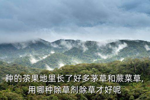 種的茶果地里長了好多茅草和蕨菜草,用哪種除草劑除草才好呢