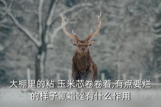 玉米爛心打什么農藥,玉米芯有什么用途
