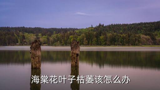 海棠干腐病用什么農藥,軟腐病用什么農藥
