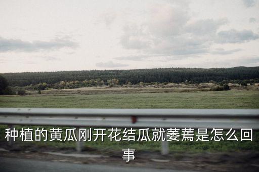 小青瓜枯萎用什么農(nóng)藥
