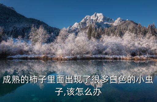 成熟的柿子里面出現(xiàn)了很多白色的小蟲子,該怎么辦