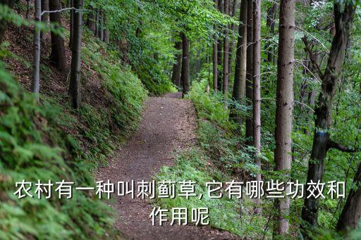 什么農藥管刺菜,什么菜不打農藥不用激素