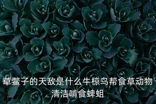 草鱉子的天敵是什么牛椋鳥幫食草動物清潔啃食蜱蛆