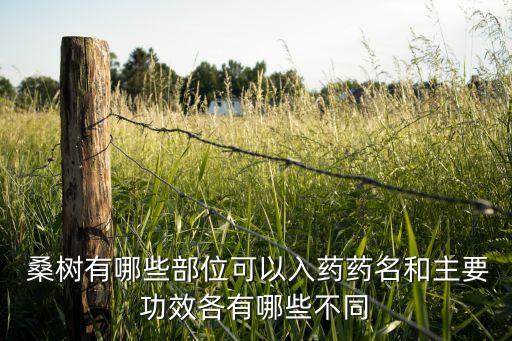 桑樹落葉打什么農(nóng)藥,桑樹結(jié)果用什么農(nóng)藥