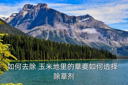 如何去除 玉米地里的草要如何選擇 除草劑