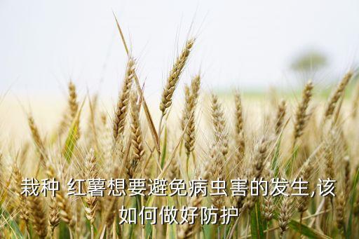 紅薯藤用什么農(nóng)藥殺蟲,什么樣的紅薯沒農(nóng)藥