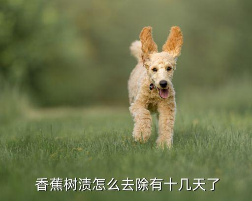  香蕉樹漬怎么去除有十幾天了
