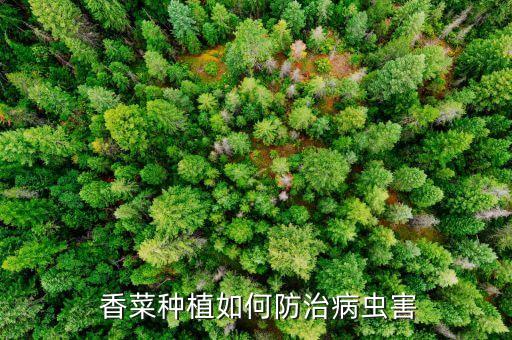  香菜種植如何防治病蟲害