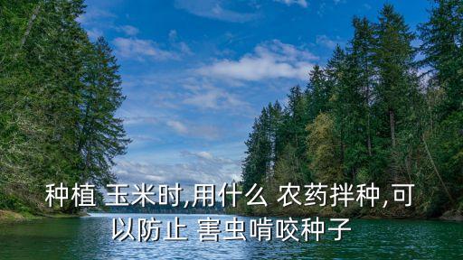 種植 玉米時,用什么 農藥拌種,可以防止 害蟲啃咬種子