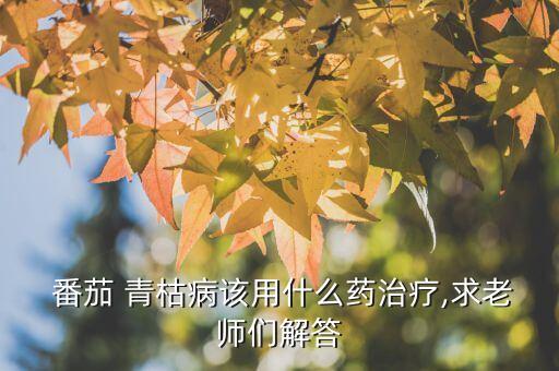  番茄 青枯病該用什么藥治療,求老師們解答