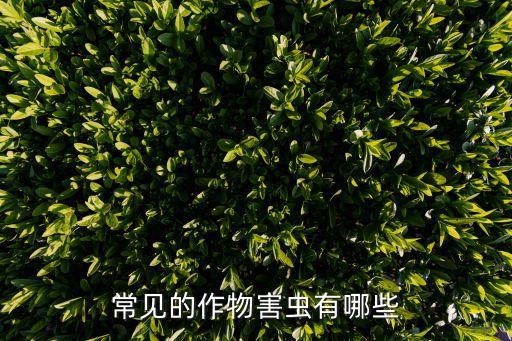 粟夜盜蟲用什么農(nóng)藥