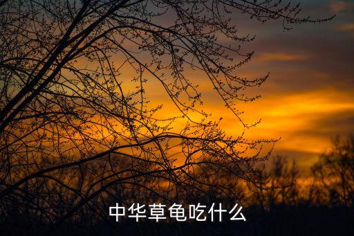 中華草龜吃什么