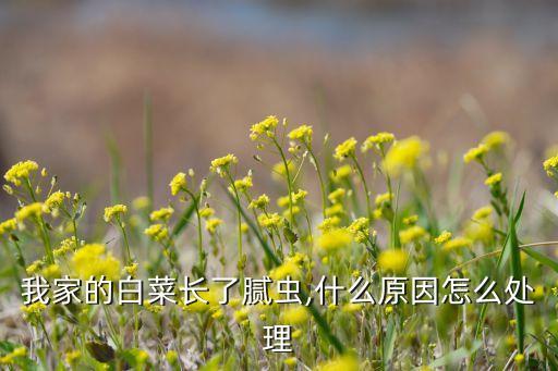 我家的白菜長了膩蟲,什么原因怎么處理