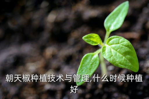 朝天椒種植技術(shù)與管理,什么時(shí)候種植好