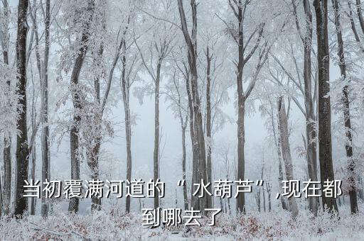 當(dāng)初覆滿河道的“ 水葫蘆”,現(xiàn)在都到哪去了