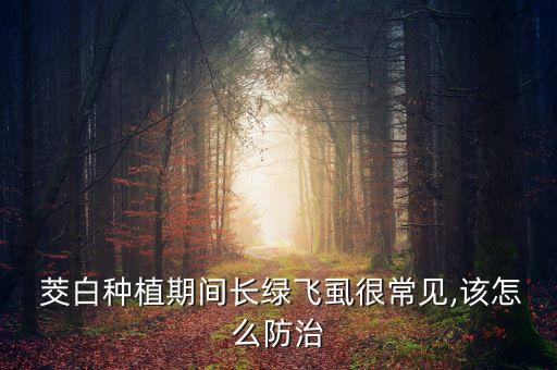  茭白種植期間長綠飛虱很常見,該怎么防治