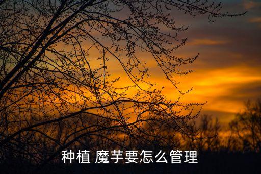 魔芋鋤草用什么農藥,魔芋打什么農藥