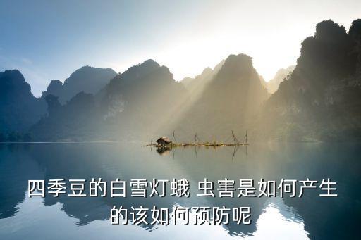  四季豆的白雪燈蛾 蟲害是如何產生的該如何預防呢