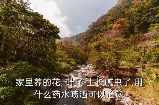 葉子上長蟲子用什么農藥,什么蟲子吃葉子是小洞