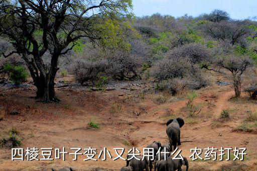 打農藥需要打什么針頭好,買農藥需要什么條件