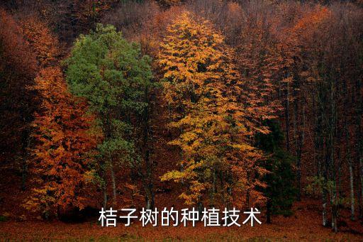 桔子樹的種植技術