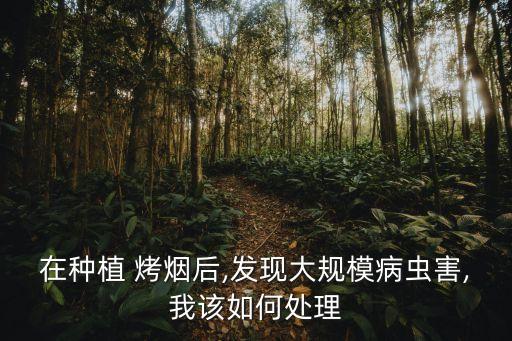 漂烤煙苗期主要用什么農藥