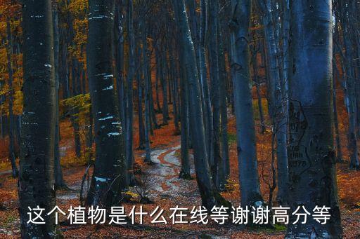 這個(gè)植物是什么在線等謝謝高分等