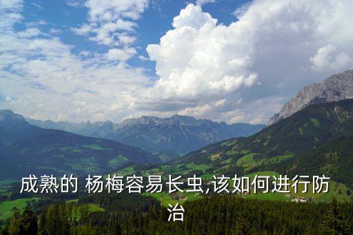 成熟的 楊梅容易長蟲,該如何進行防治