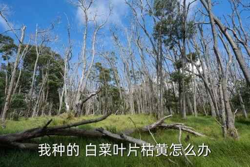 白菜有黃葉打什么農(nóng)藥,白菜黃葉病用什么藥