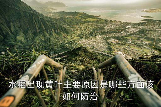  水稻出現黃葉主要原因是哪些方面該如何防治
