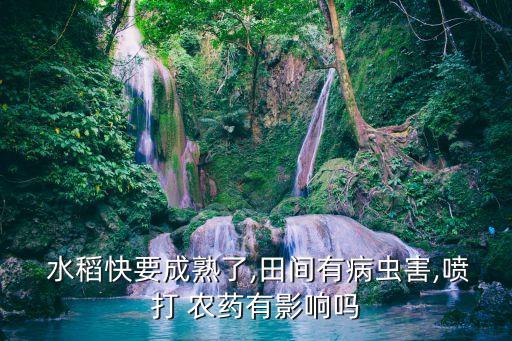 水稻為什么不能打農藥,花期為什么不能打農藥