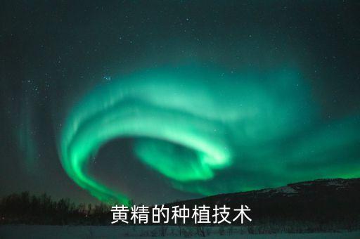  黃精的種植技術(shù)