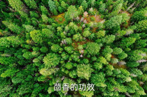 茴香菜用什么農(nóng)藥控旺