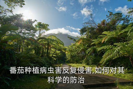 番茄幼苗期噴什么農藥殺蟲