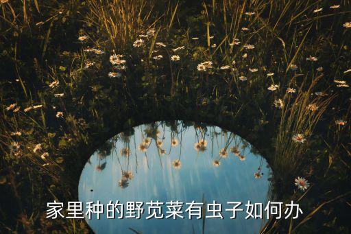 家里種的野莧菜有蟲子如何辦