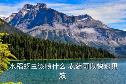  水稻蚜蟲該噴什么 農(nóng)藥可以快速見效