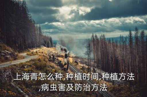  上海青怎么種,種植時間,種植方法,病蟲害及防治方法