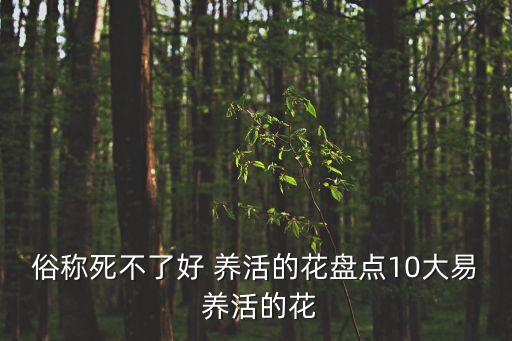 俗稱死不了好 養活的花盤點10大易 養活的花