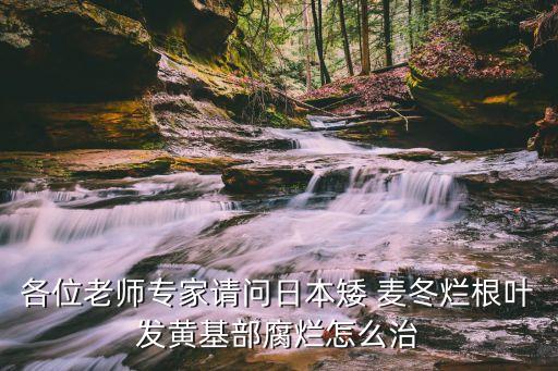 各位老師專家請問日本矮 麥冬爛根葉發黃基部腐爛怎么治