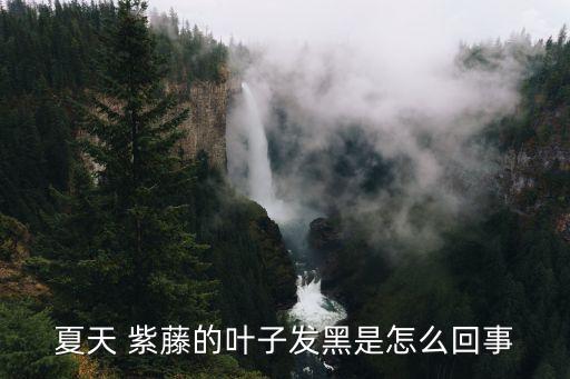 夏天 紫藤的葉子發黑是怎么回事