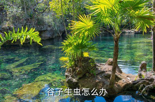 谷子生蟲怎么辦