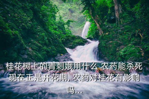 桂花樹上的青刺娥用什么 農藥能殺死現在正是開花期, 農藥對桂花有影響嗎...