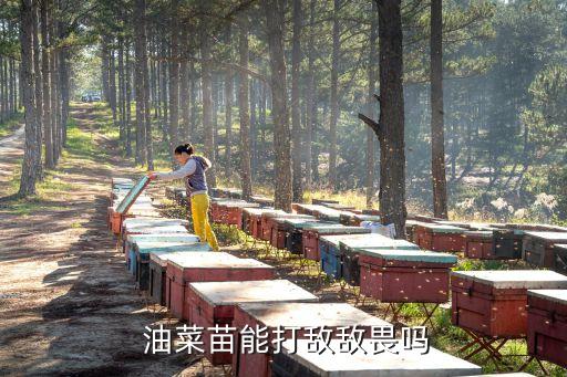 油菜早期打什么農(nóng)藥,油菜死桿用什么農(nóng)藥